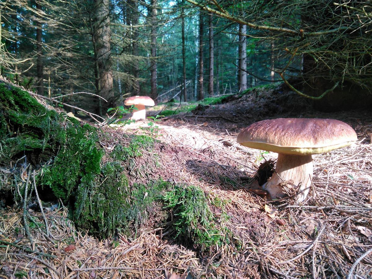 Отель Kraeuterbaude Saupsdorf Экстерьер фото